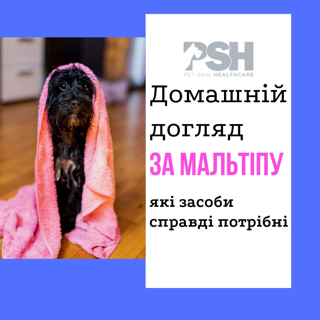 Домашній догляд за мальтіпу: проста, турботлива й справді ефективна схема